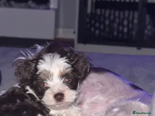 Yorkshire Terrier dogs Stunning Blue-Eyed Biewer Yorkshire Terrier Girl - Advert 7