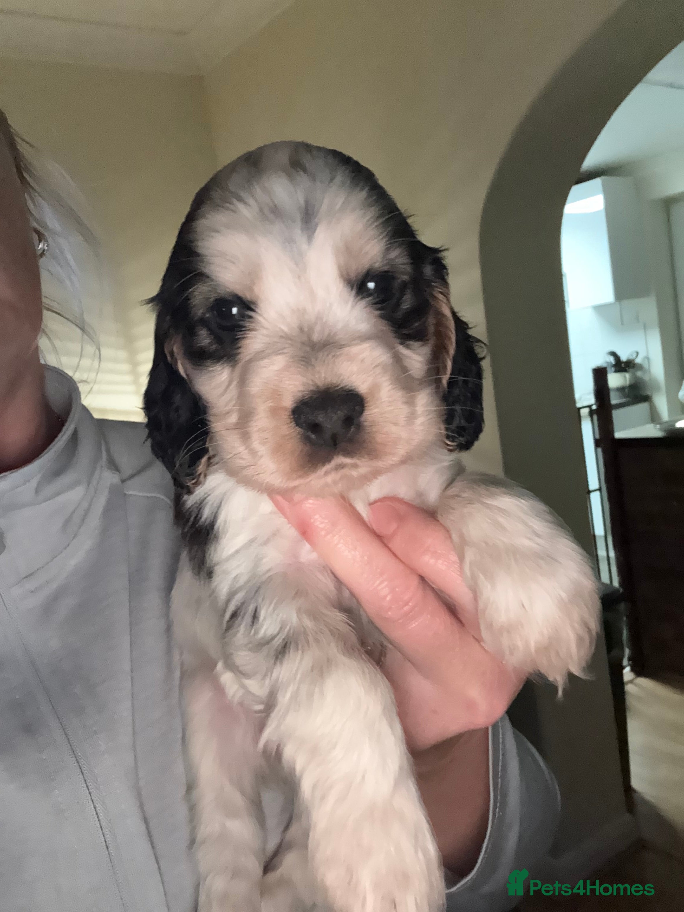 Cocker Spaniel dogs Quality kc show type cocker spaniels - Advert 10