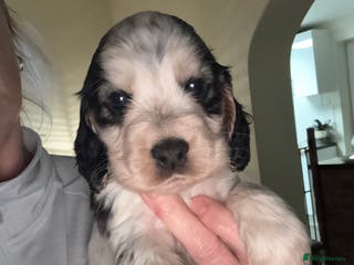 Cocker Spaniel dogs Quality kc show type cocker spaniels - Advert 10