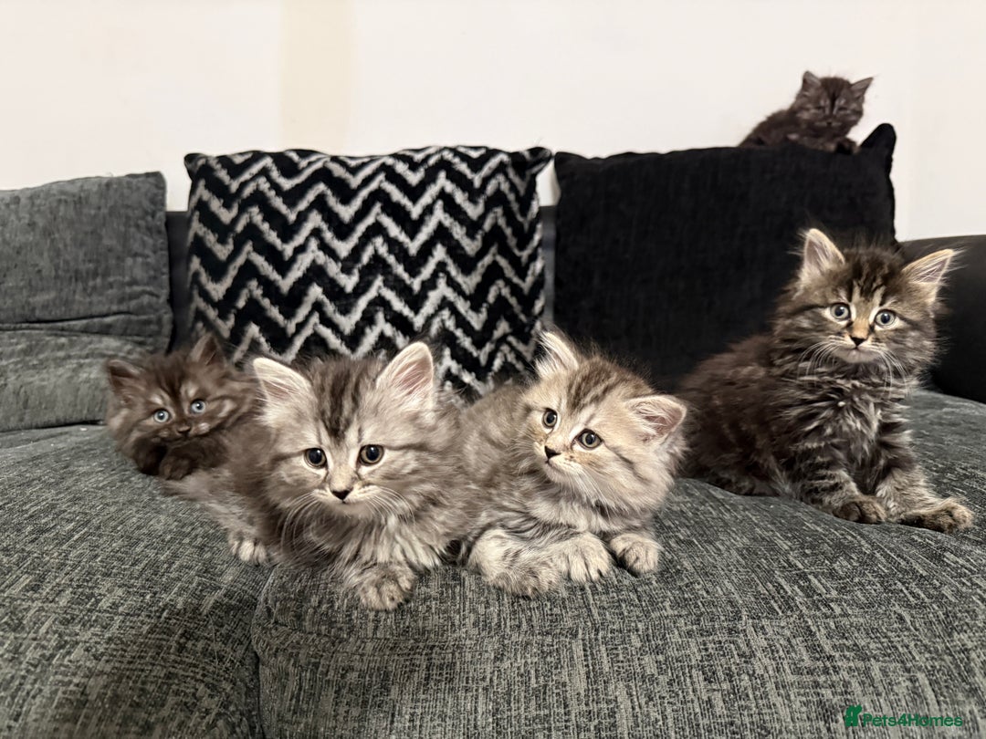 Persian cats for sale: PersianBSH silver, ginger & dark silver kittens 🩷 - Advert 7