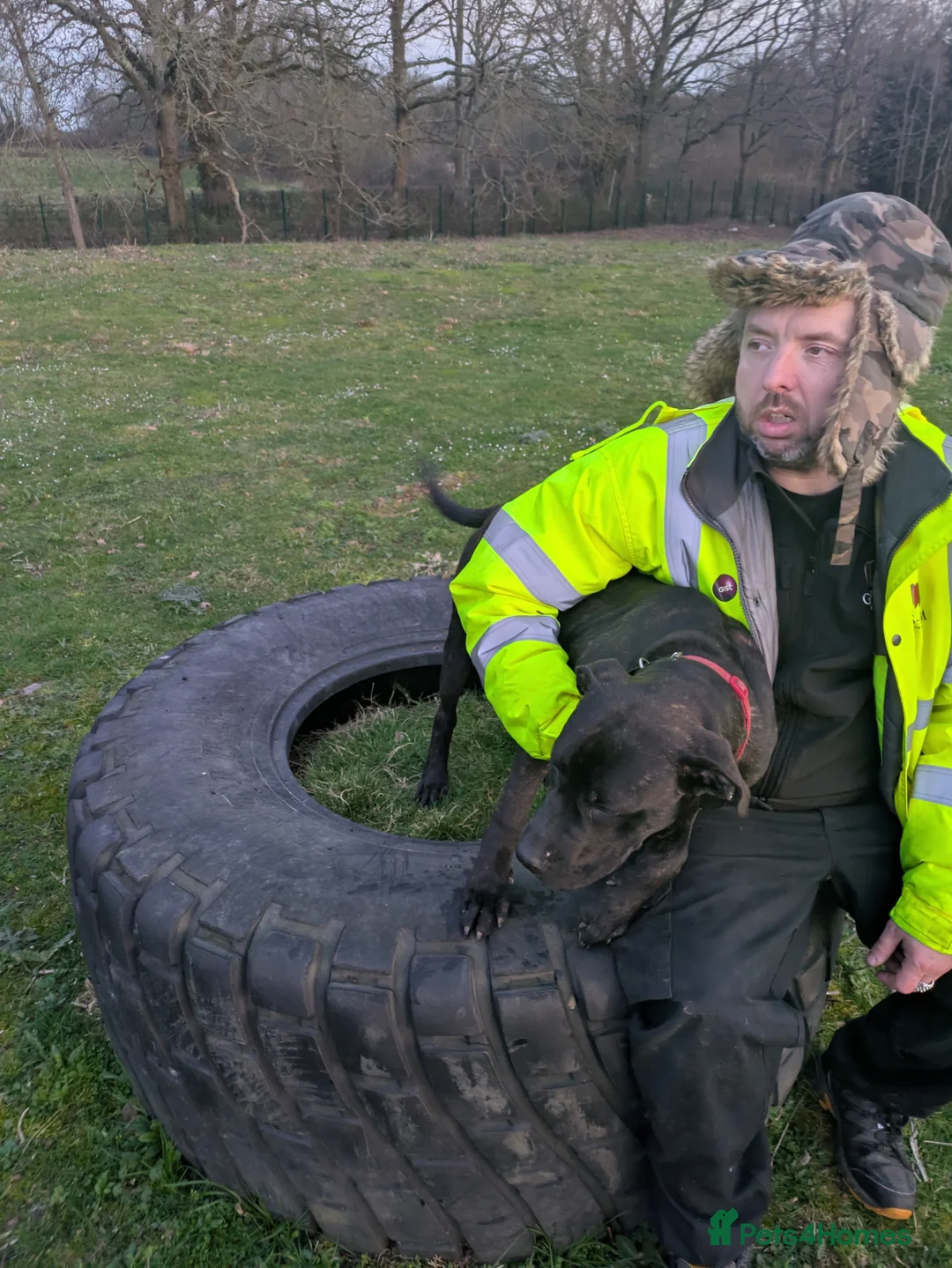 Presa Canario dogs for sale: 7 month old presa in Newbury - Advert 2