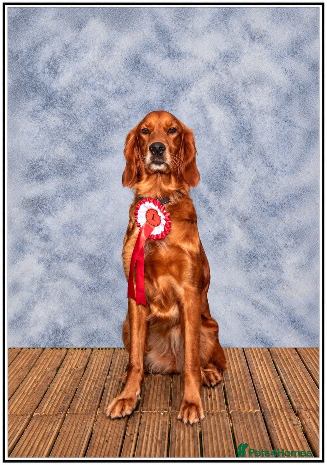Mixed Breed dogs Golden Irish  - Advert 1