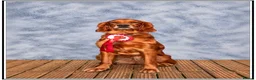 Mixed Breed dogs for sale: Golden Irish  - Advert 1