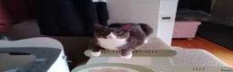 Mixed Breed cats for sale: Playful 7 Month Old Looking For New Home in Glasgow - Advert 4