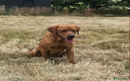 Labrador Retriever dogs for stud: Fox Red Labrador For Stud in Ashford - Image 3