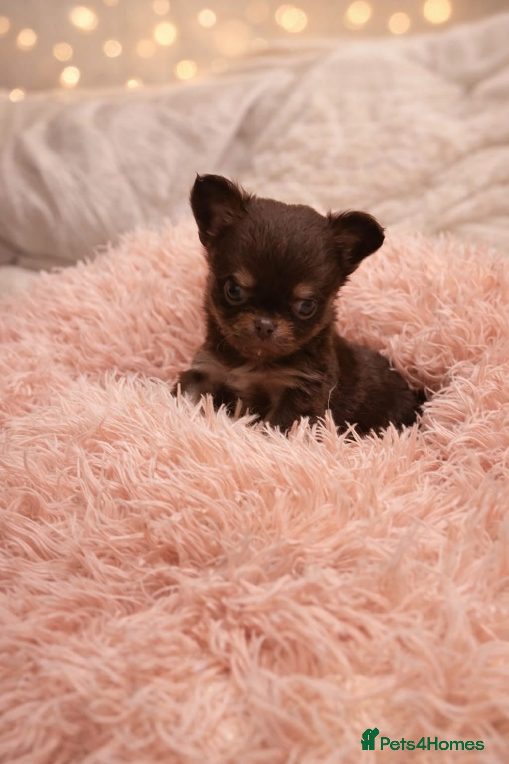 Chihuahua dogs Beautiful Long-Haired Chihuahua Puppies - Advert 3