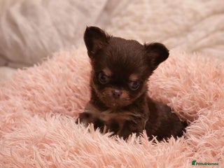 Chihuahua dogs Beautiful Long-Haired Chihuahua Puppies - Advert 3