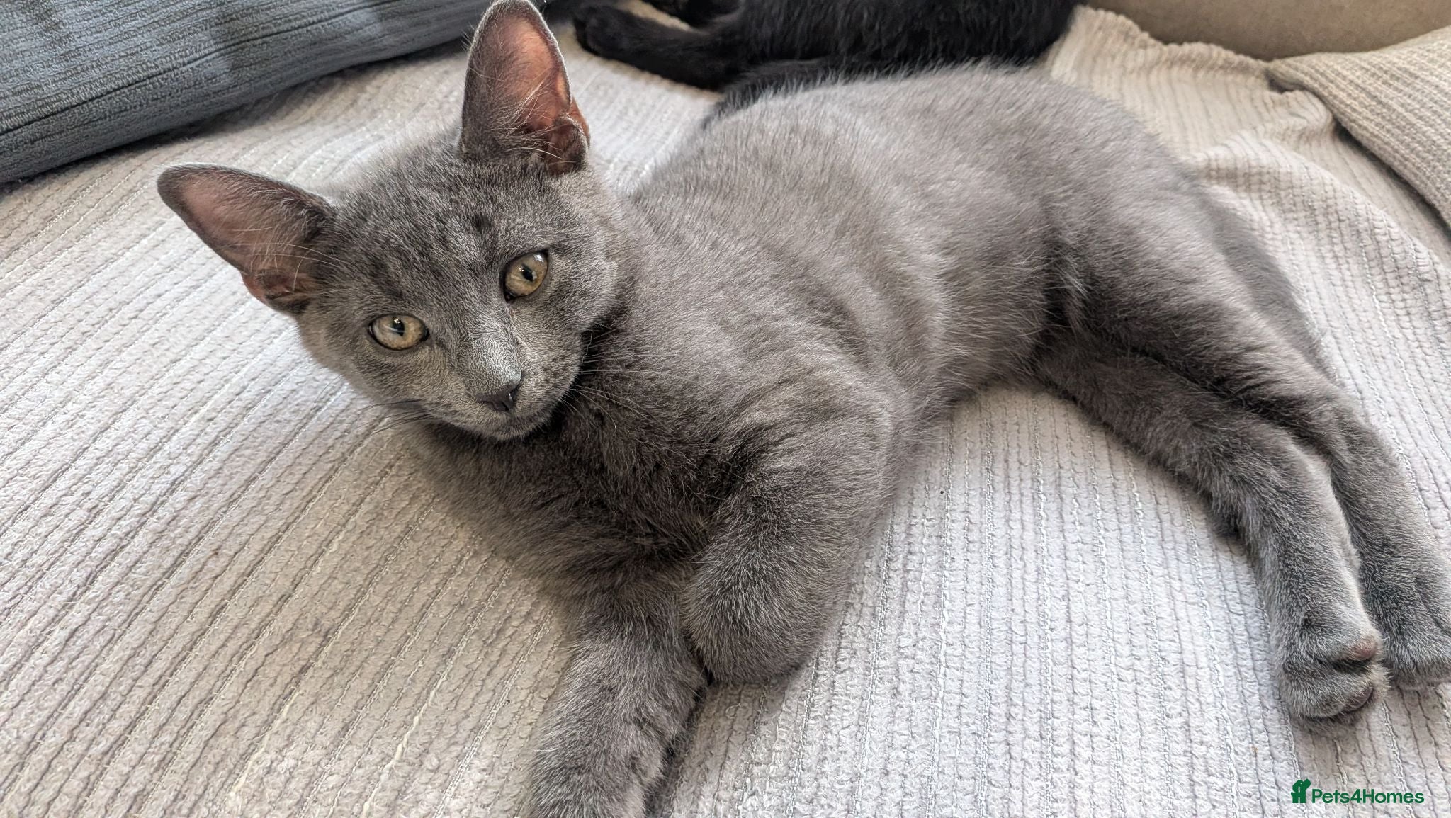 Mixed Breed cats Adorable Kittens Ready for Their Forever Homes! - Advert 2