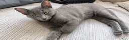 Mixed Breed cats for sale: Adorable Kittens Ready for Their Forever Homes! - Advert 2
