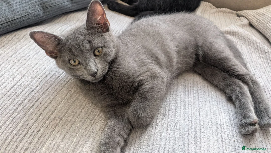 Mixed Breed cats for sale: Adorable Kittens Ready for Their Forever Homes! - Advert 2