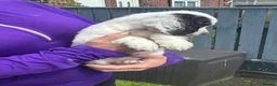 Sprocker dogs for sale: Beautiful Sprocker Puppies  - Advert 5
