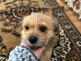 Mixed Breed dogs 🐾 Meet COOKIE - Your Little Ray of Sunshine ☀️💛 - Advert 1