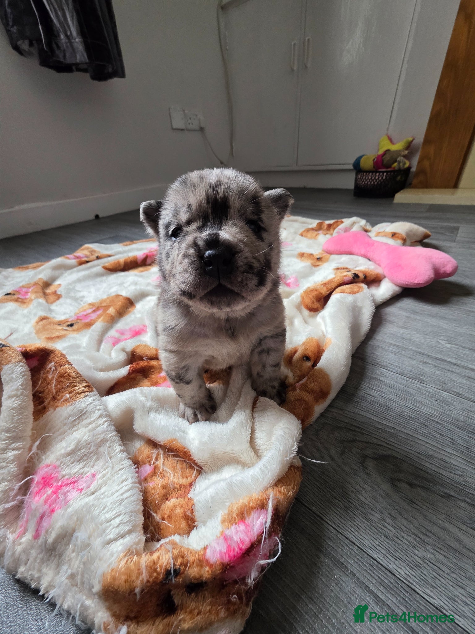 Mixed Breed dogs BEAUTIFUL MERLE BOY  - Advert 1