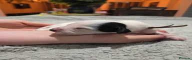 Oreo