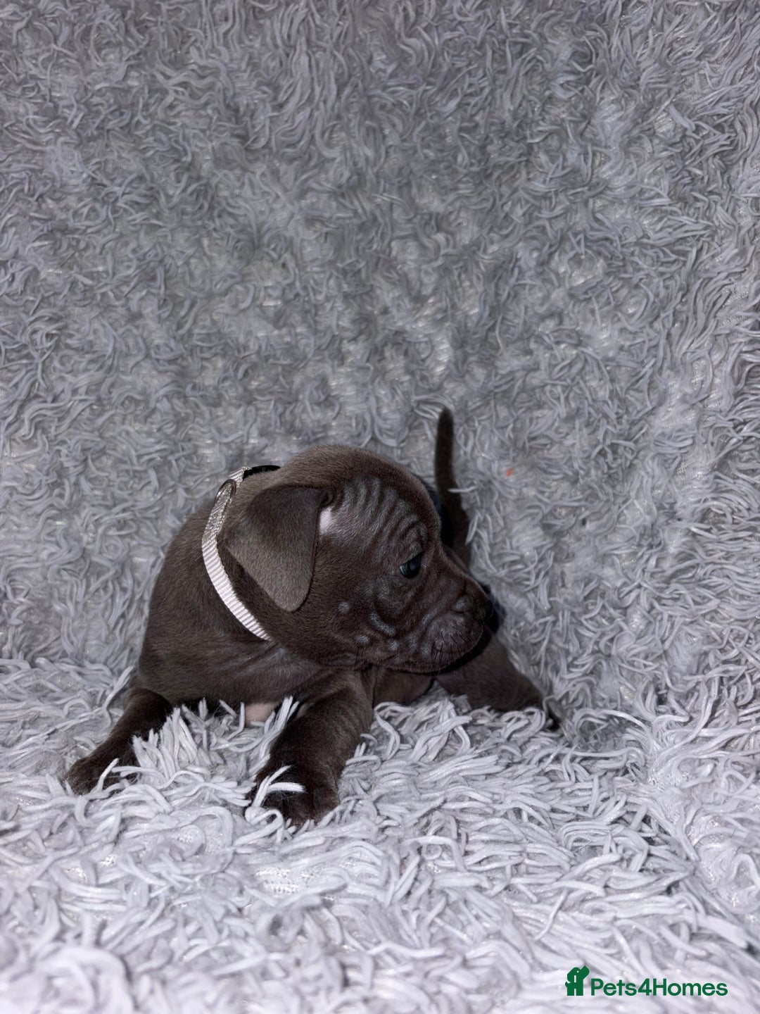 Staffordshire Bull Terrier dogs for sale: 6 Stunning Blue Staffordshire Bull Terrier pups 💙 - Advert 13