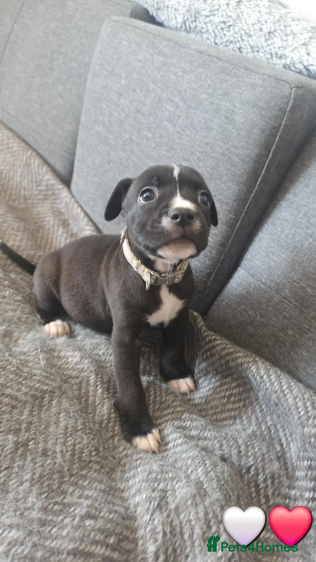 Mixed Breed dogs for sale: Staffy + cane corso  - Advert 1