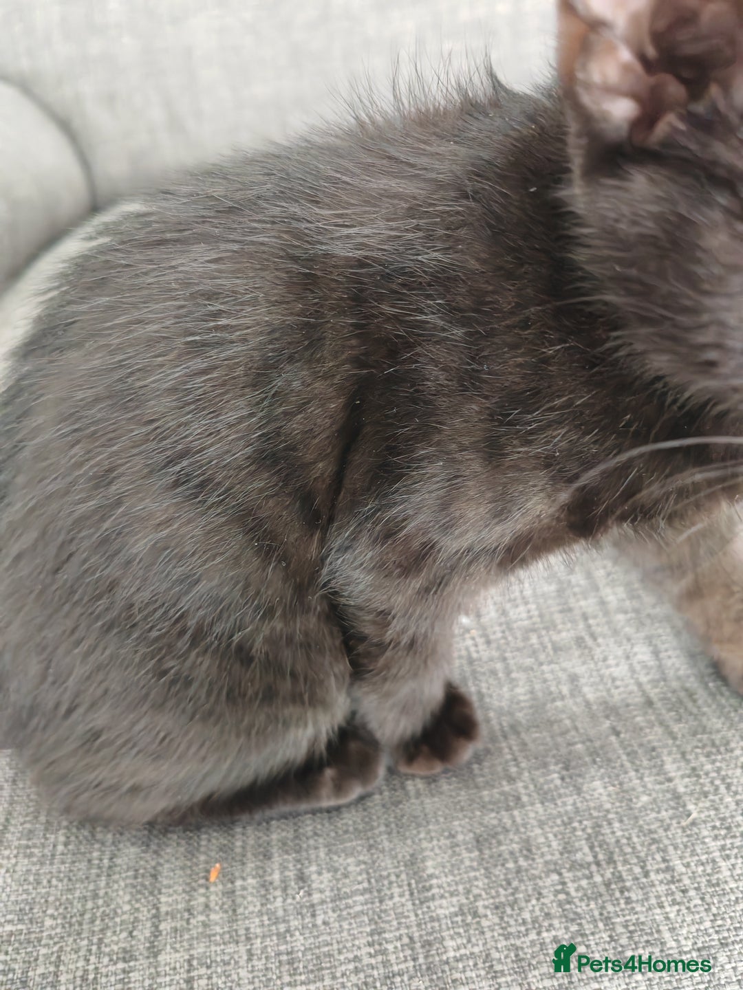 Mixed Breed cats for sale: Kittens - Image 2