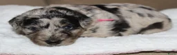 Australian Shepherd dogs for sale: Aussiedoodle puppies F1 health tested parents  - Advert 18