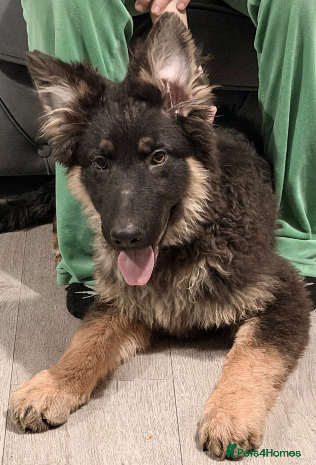 German Shepherd dogs Beautiful kc german shepherd babies - Advert 16