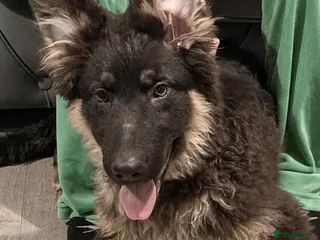 German Shepherd dogs Beautiful kc german shepherd babies - Advert 16