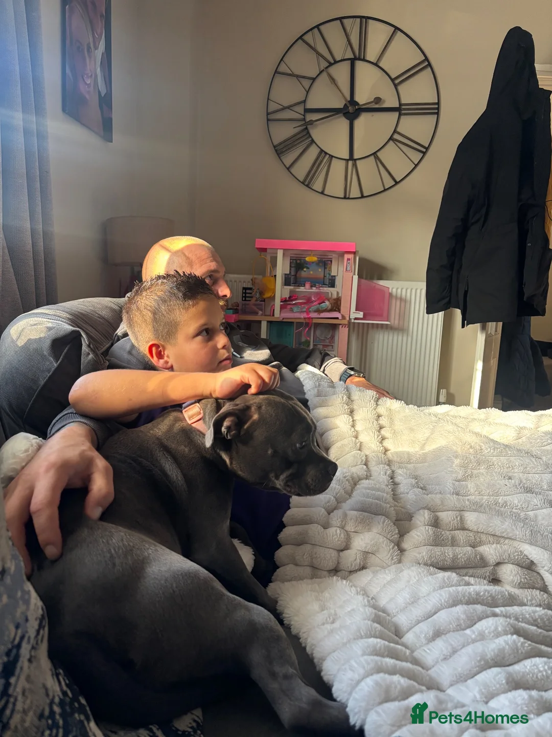 Staffordshire Bull Terrier dogs for sale: 7 months old kc registered staff looking for home  - Advert 3