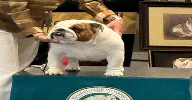 English Bulldog dogs - Advert 13