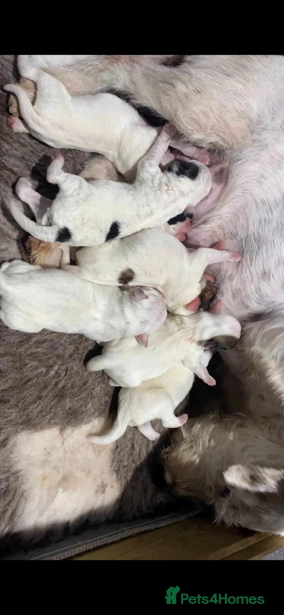 Parson Russell dogs for sale: Parson Pup - Advert 2