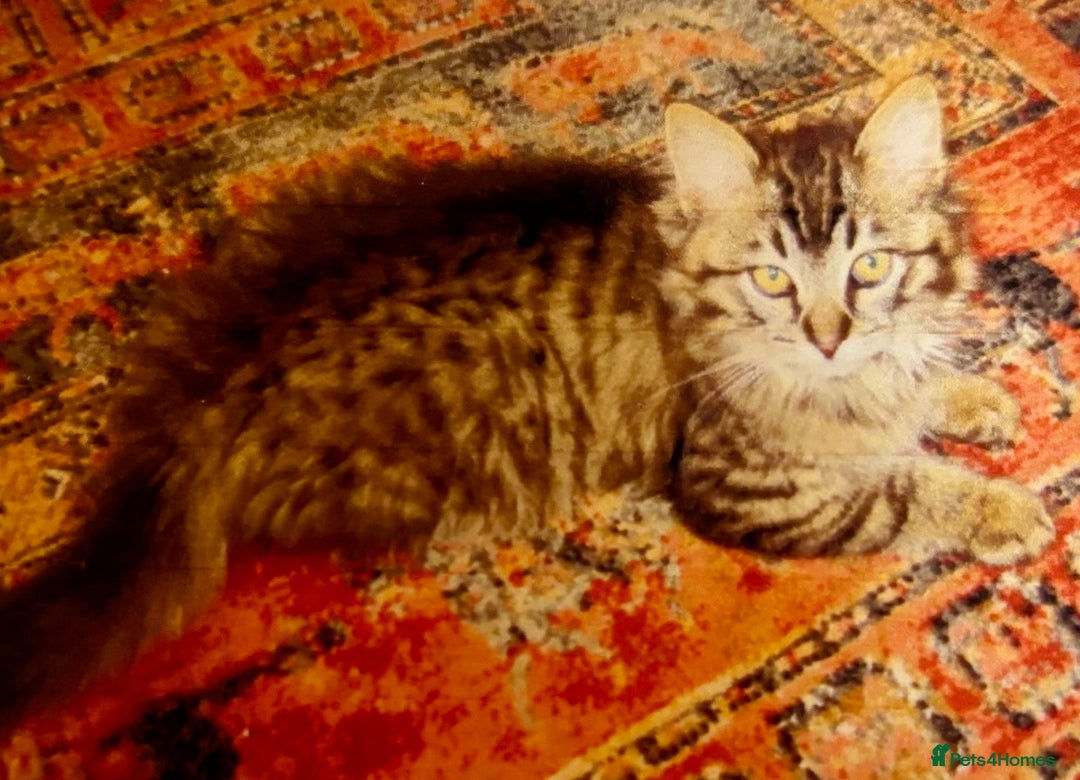 Ragdoll cats for sale: Beautiful Ragdoll kittens - Image 1