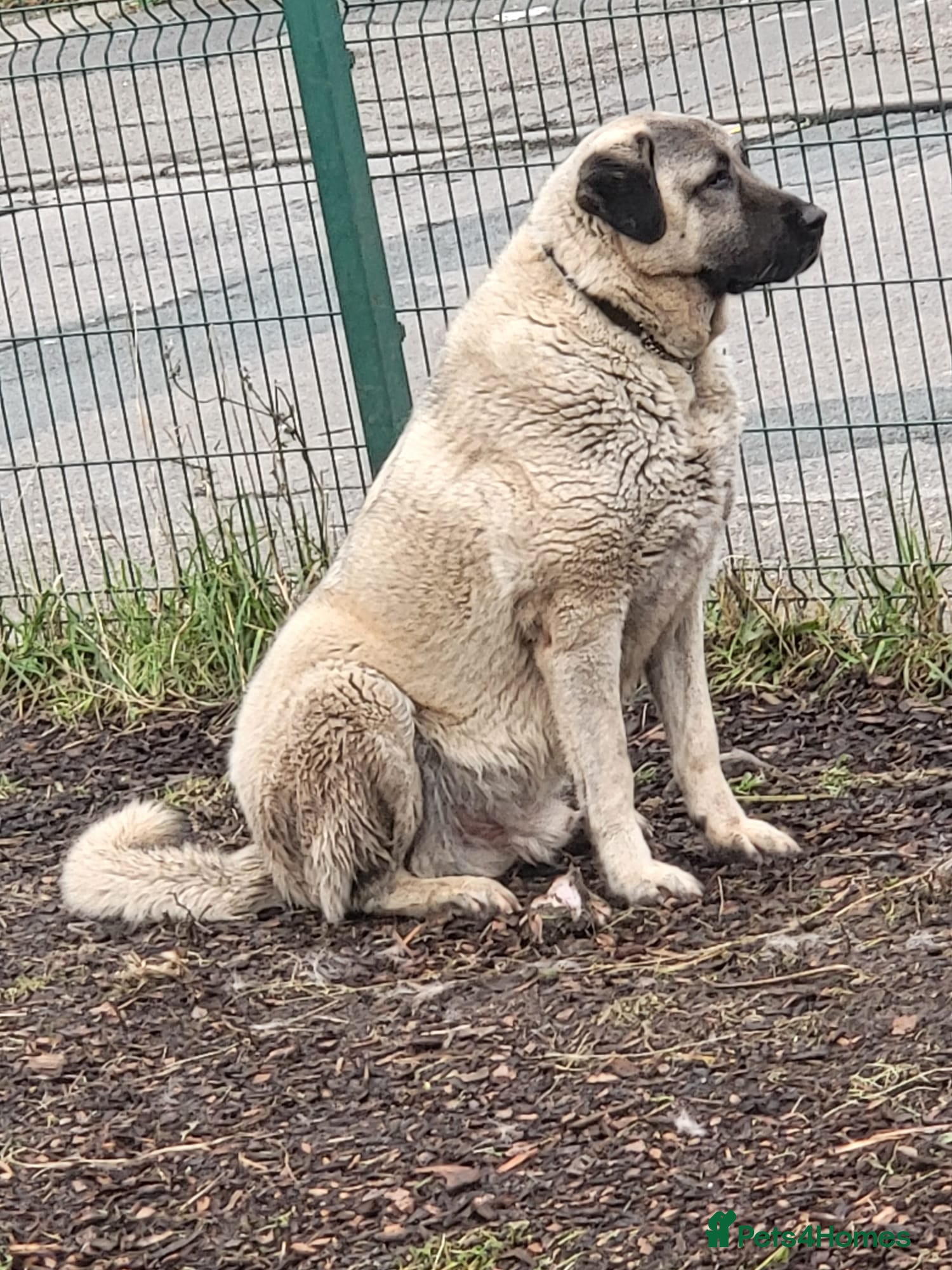 Anatolian Shepherd dogs Original Turkish Kangal - Advert 1