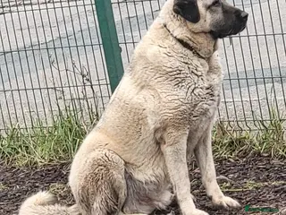 Anatolian Shepherd dogs Original Turkish Kangal - Advert 10