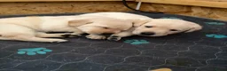 Labrador Retriever dogs for sale: VET HEALTH TESTED LABRADOR PUPPIES - Advert 5