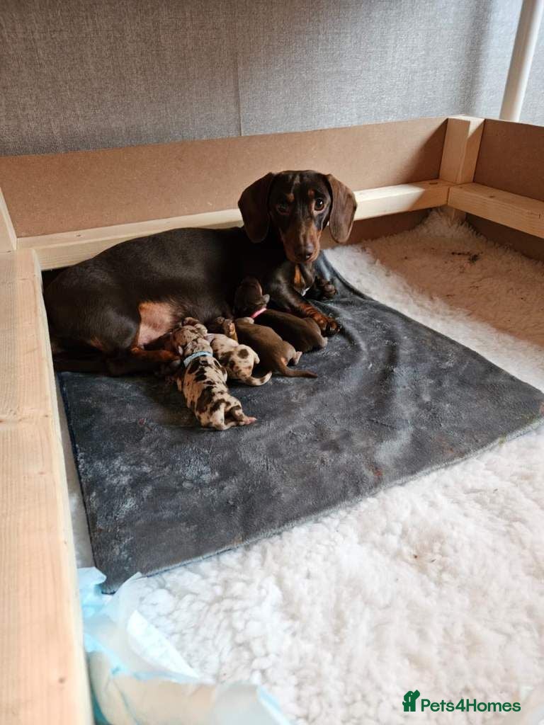Miniature Dachshund dogs Well Socialised Dachshund Pups For Sale - Advert 1