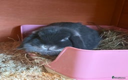 Mini Lop rabbits for sale: Mini lop female  - Image 3