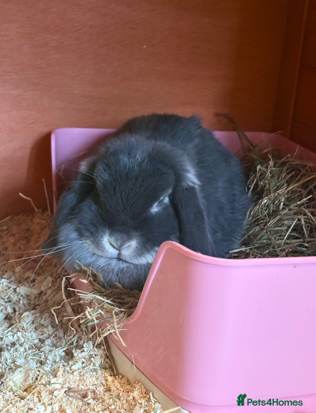 Mini Lop rabbits for sale: Mini lop female  - Image 3
