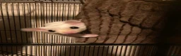 Sugar Glider rodents for sale: Baby leu sugar gliders and Pygmy hedgehogs  - Advert 3