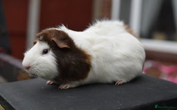 Guinea Pig rodents for sale: 9 Month Old Male Guinea Pigs Looking For New Home - Image 19