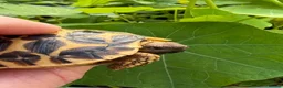 Tortoise reptiles for sale: Baby Indian star tortoise ready now UK captivebred - Advert 1