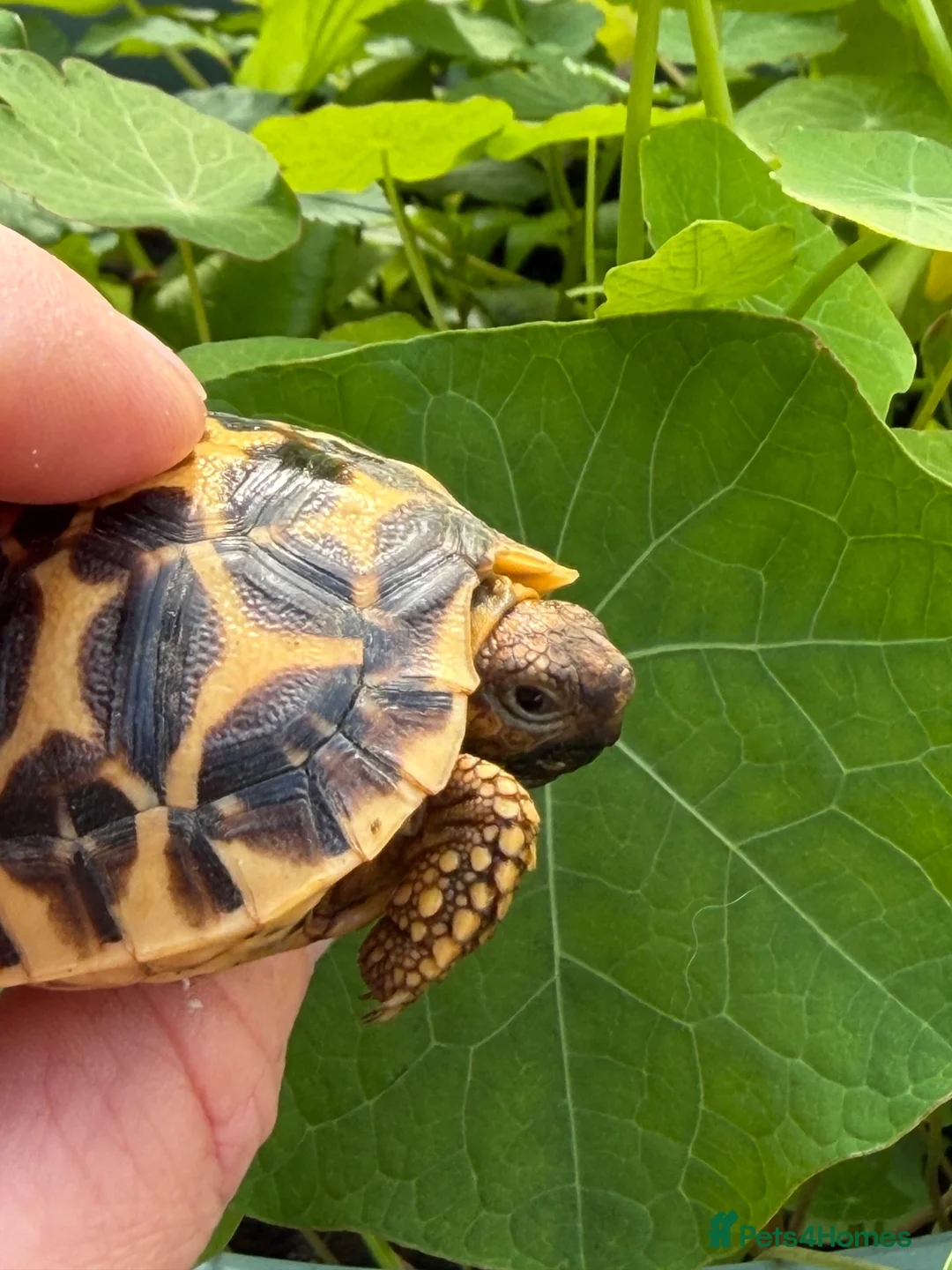 Tortoise reptiles for sale: Baby Indian star tortoise ready now UK captivebred - Advert 1