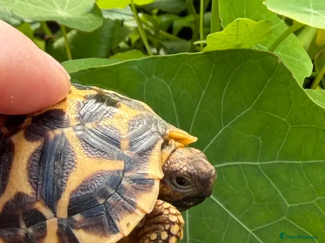 Tortoise reptiles Baby Indian star tortoise ready now UK captivebred - Advert 1