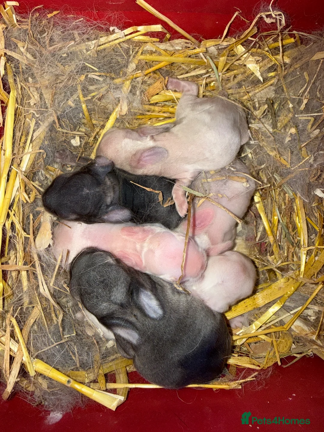 Mini Lop rabbits for sale: Babies for Reservation  - Advert 4