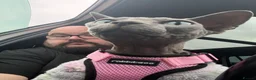 Sphynx cats for sale: Sapphire female sphinx in South Shields - Advert 2