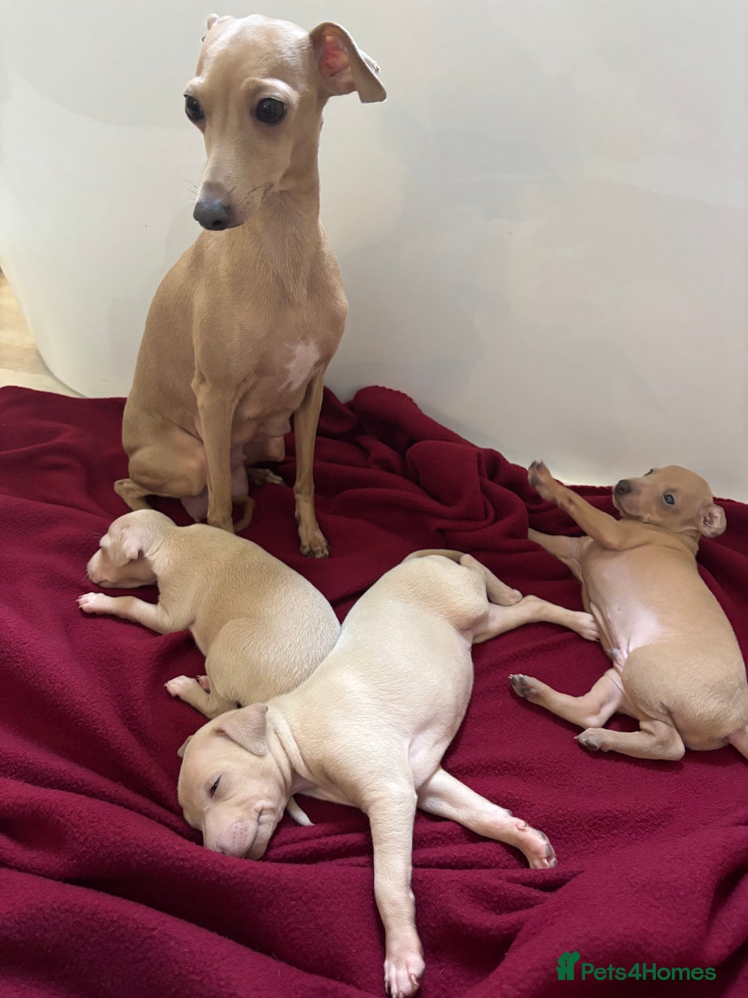 Italian Greyhound dogs for sale: Exceptional Italian Greyhound Puppies - Advert 3