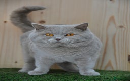 British Shorthair cats for sale: Beautiful GCCF kittens ready now  - Image 8