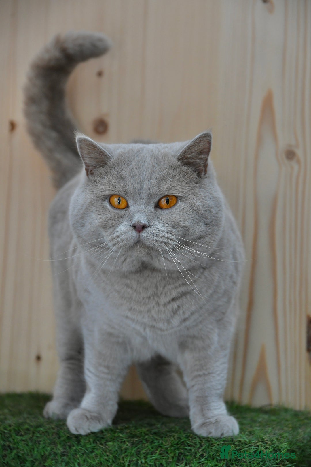 British Shorthair cats for sale: Beautiful GCCF kittens ready now  - Image 8