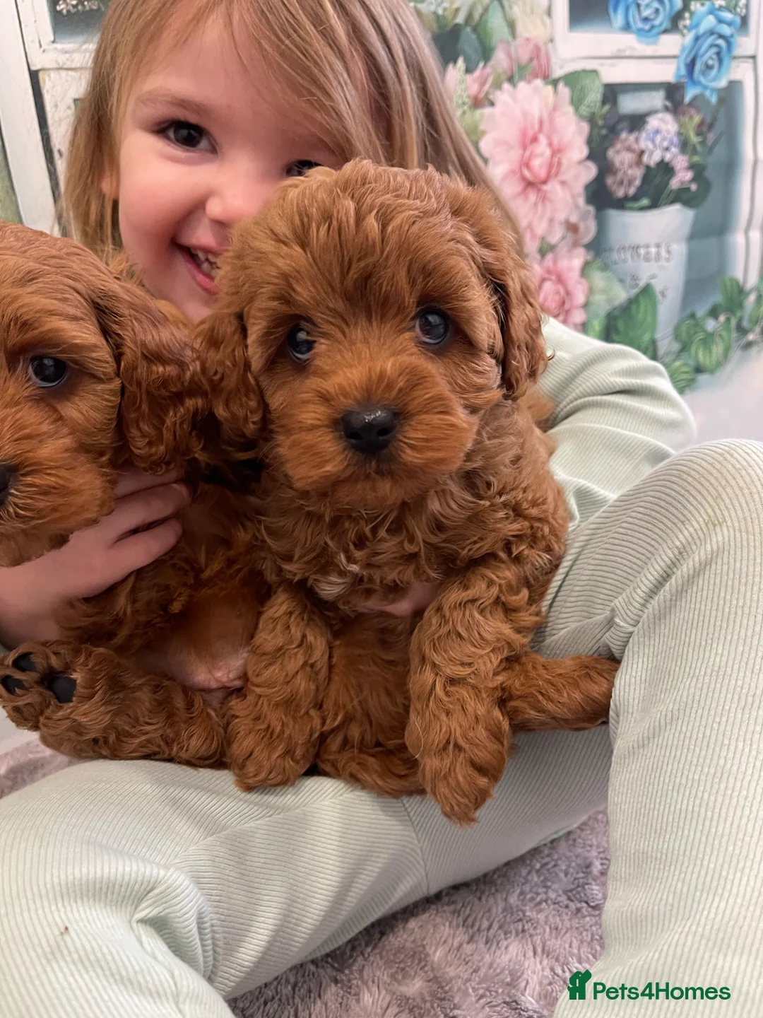 Cavapoo dogs for sale: Newest litter have arrived. 5 boys 4 girls  - Advert 2