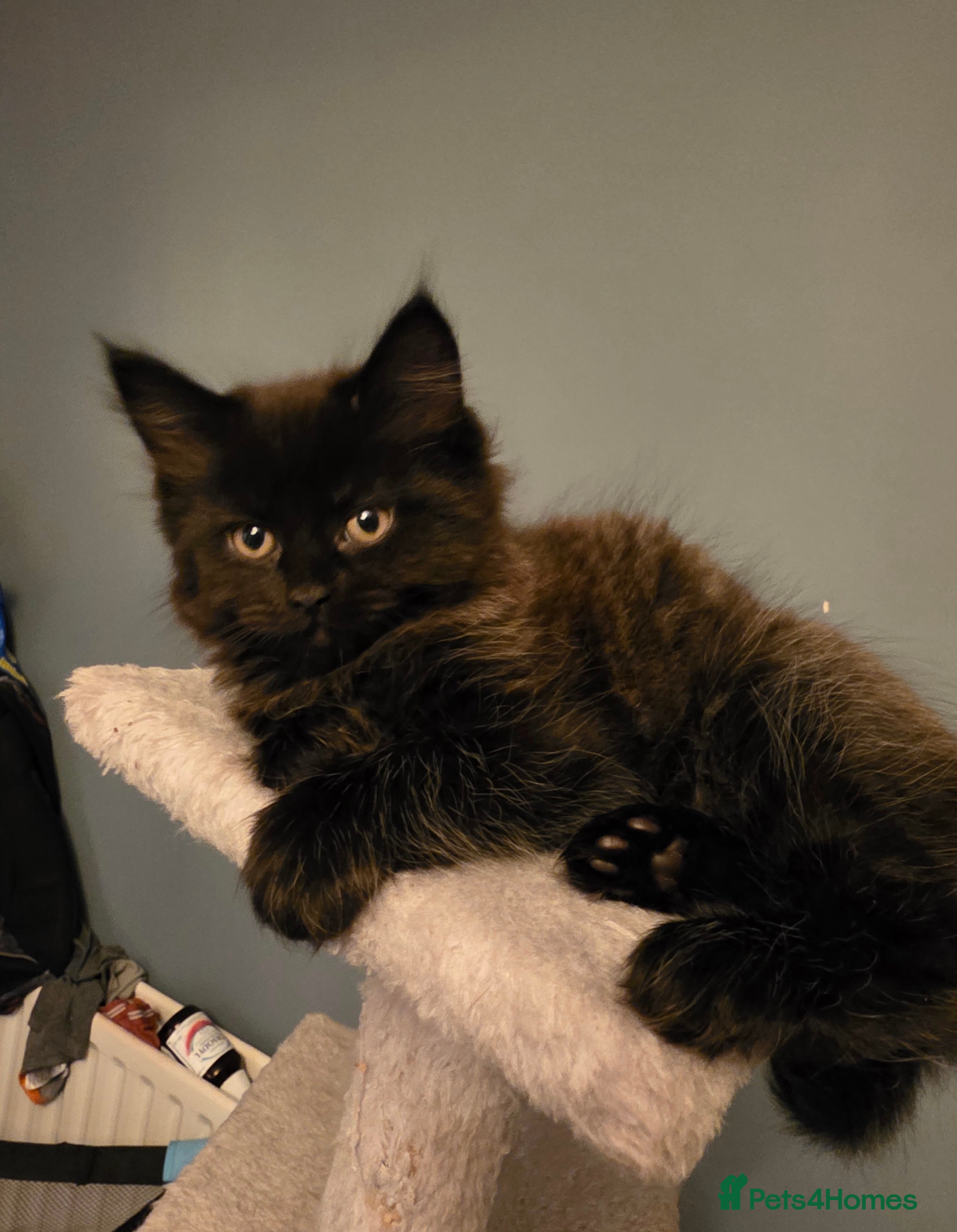 British Longhair cats Beautiful British longhair kittens - Advert 13