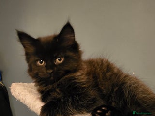 British Longhair cats Beautiful British longhair kittens - Advert 2