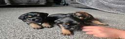 Border Terrier dogs for sale: Border terrier puppies  - Advert 15