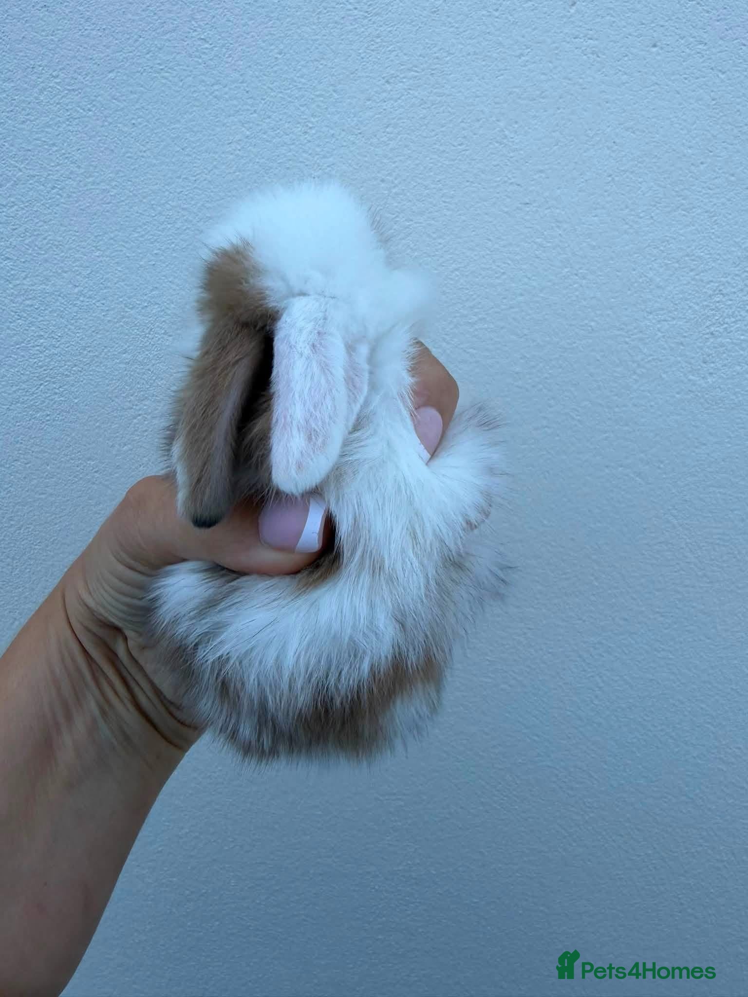Mini Lop rabbits 3 x litters of Purebred Mini Lops AVAIL TO RESERVE - Advert 2