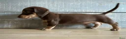 Miniature Dachshund dogs for sale: Kc registered Miniature dachshund puppies  - Advert 2